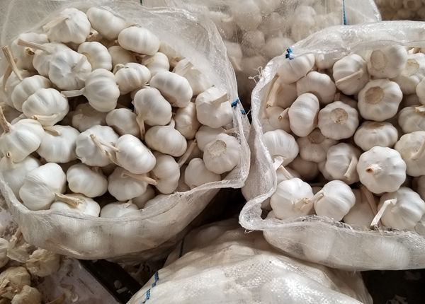 garlic suppliers