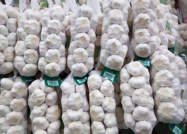 garlic suppliers