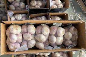 high quality fresh normal white garlic 500g