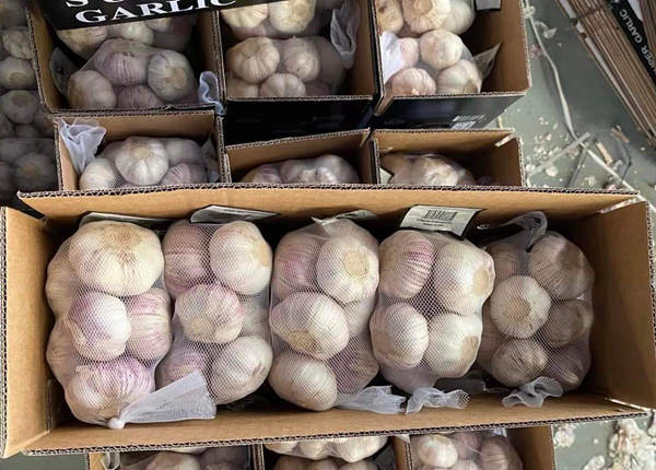 high quality fresh normal white garlic 500g