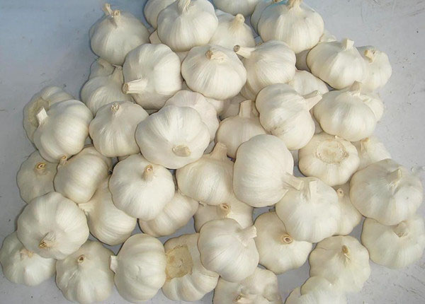 hot sale new crop organic fresh white garlic