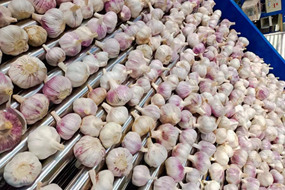hot selling chinese fresh white garlic