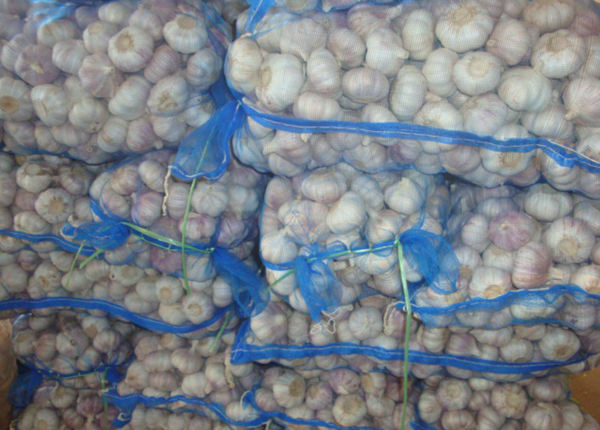 jin xiang fresh garlic supplier