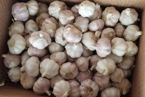 new crop factory supplier spicy chinese fresh normal white garlic