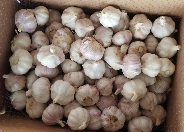 new crop factory supplier spicy chinese fresh normal white garlic