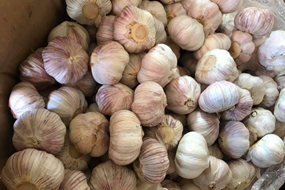 new crop purple garlic with lowest price