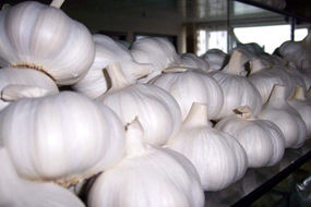 new harvest fresh garlic china factory wholesale