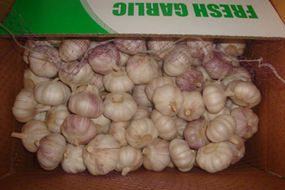 normal white fresh red garlic 10kg carton loosely for brazil market