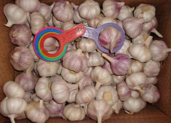 normal white fresh red garlic 10kg carton loosely for brazil market