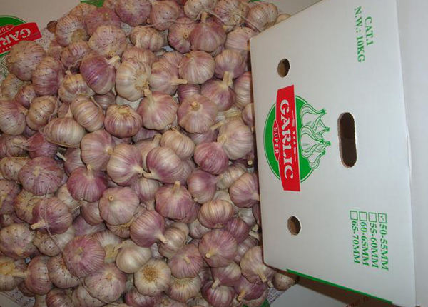 normal white fresh red garlic 10kg carton loosely for brazil market