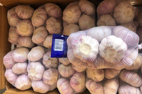 offers freshly priced white fresh garlic with best quality