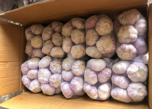 offers freshly priced white fresh garlic with best quality