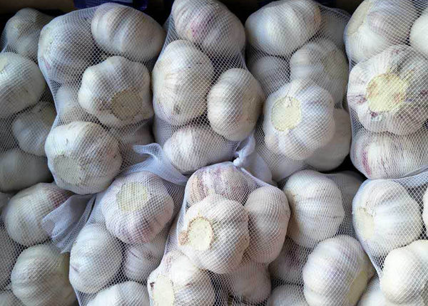 offers freshly priced white fresh garlic with best quality