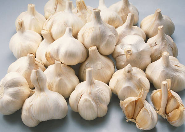 order fresh garlic online