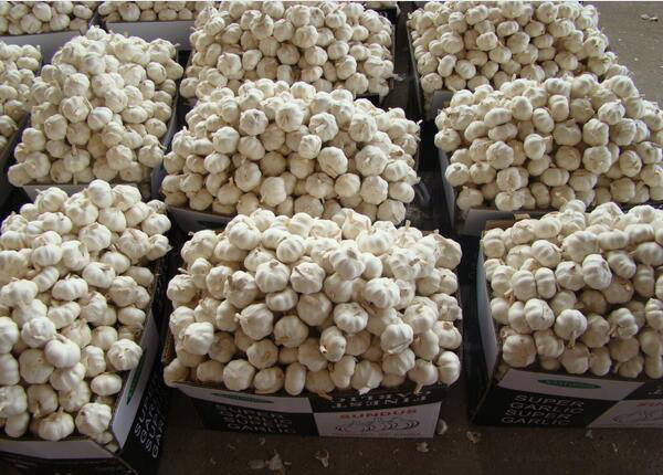 order fresh garlic online