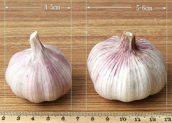 allium sativum