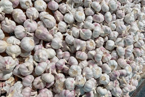 price of garlic precio del ajo 2023 white garlic