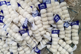 pure white garlic 4p 5p /200g/ 250g/10kg mesh bag/ box