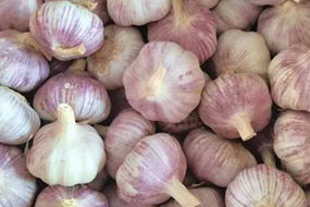 red garlic 10kgs carton for tunis market