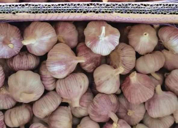 red garlic 10kgs carton for tunis market