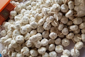 request for quotation elephant garlic pure white from china