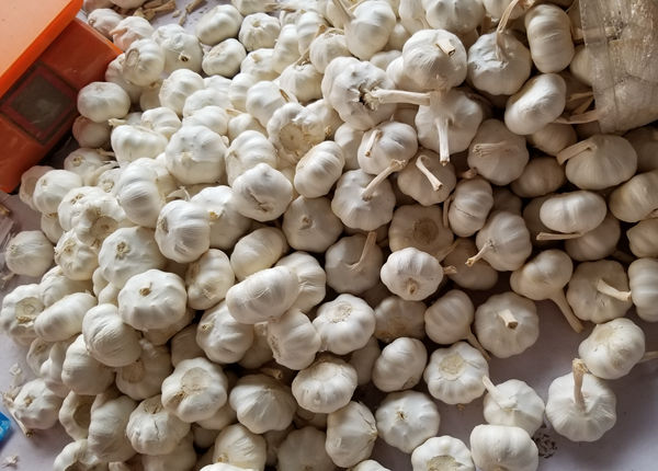 request for quotation elephant garlic pure white from china