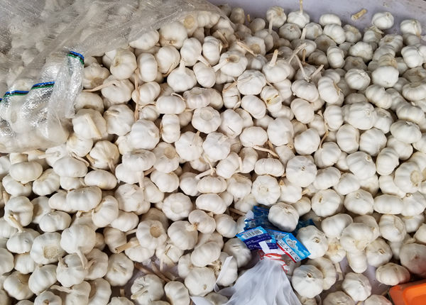 request for quotation elephant garlic pure white from china