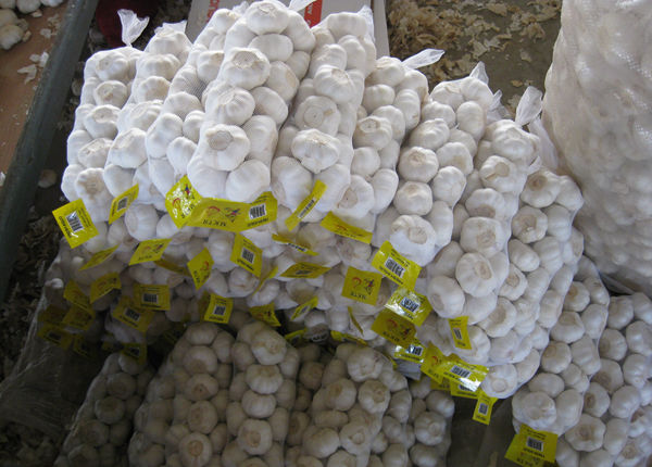 request for quotation elephant garlic pure white from china