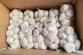 shandong garlic orangic garlic 500g net per bag