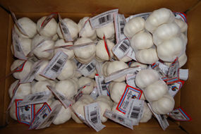 super quality european market hot sale chinese fresh garlic