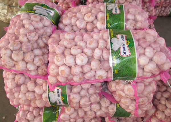top quality china fresh garlic for wholesale