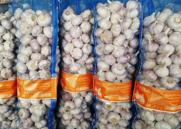 top quality china fresh garlic for wholesale