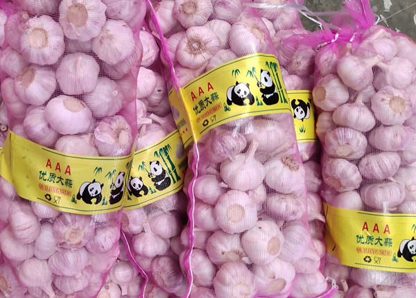 top quality china fresh garlic for wholesale