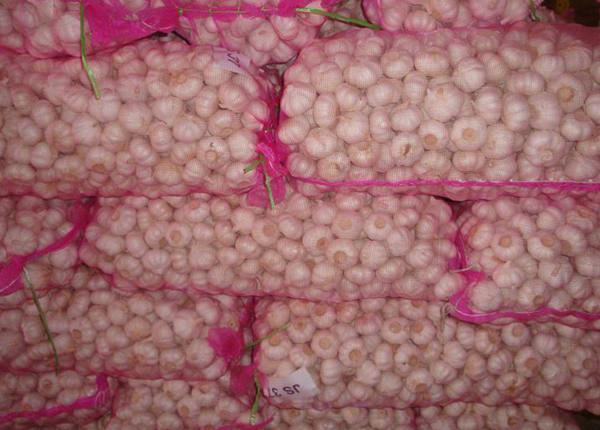 white garlic exporter from china