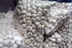 white garlic exporter from china