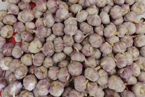 white garlic factory direct sale garlic 10kg carton