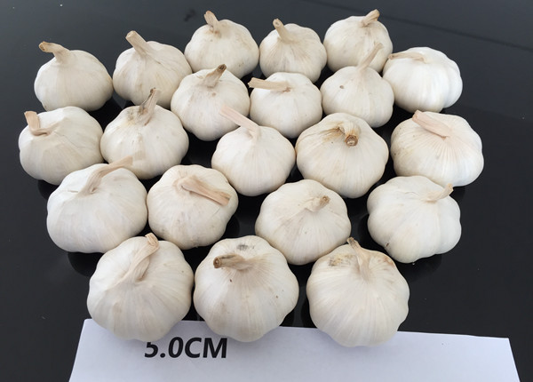white skin fresh garlic braid