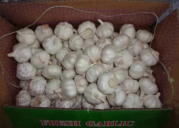 white skin fresh garlic braid