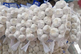 china leading fresh garlic wholesaler buyer in cheap garlic price