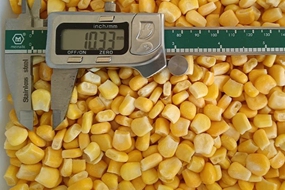 frozen sweet corn kernels cob whole cut maize grains supplier