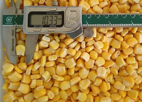 frozen sweet corn kernels cob whole cut maize grains supplier