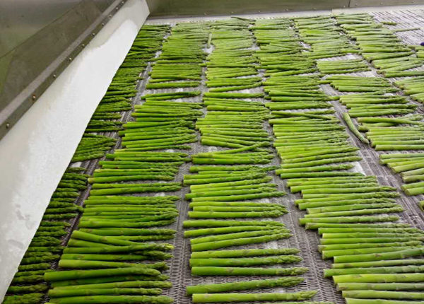 fresh iqf frozen green white asparagus spears cuts