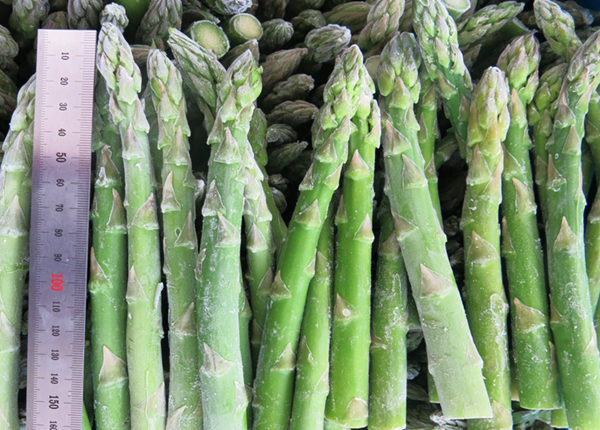 fresh iqf frozen green white asparagus spears cuts