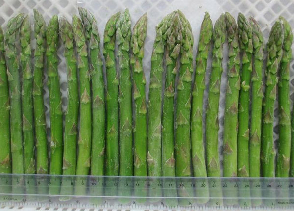 fresh iqf frozen green white asparagus spears cuts