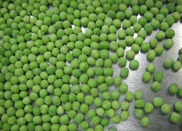 Fresh IQF Frozen Green Peas