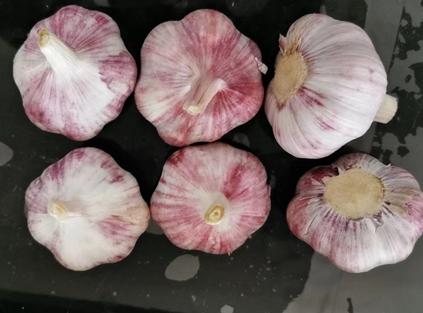 2020 new garlic price drop down