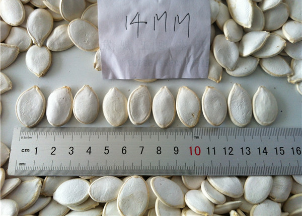 snow white pumpkin seeds