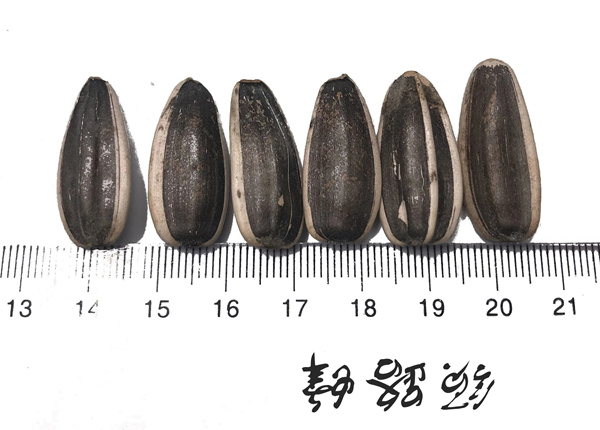 sunflower seeds