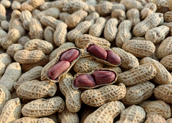 wholesale shelled peanuts in shell
